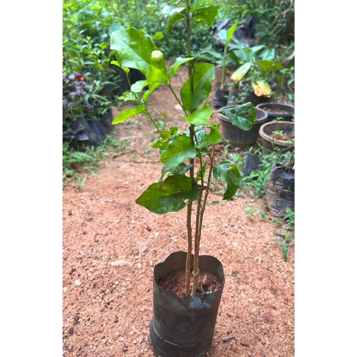 Arabian Jasmine / Gundu Malli (Jasminum sambac) Highly Fragrant Flowering Live Plant