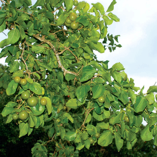 Ashwini Nakshatra Tree – Etti Maram (Strychnos nux-vomica) Live Plant