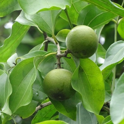 Ashwini Nakshatra Tree – Etti Maram (Strychnos nux-vomica) Live Plant