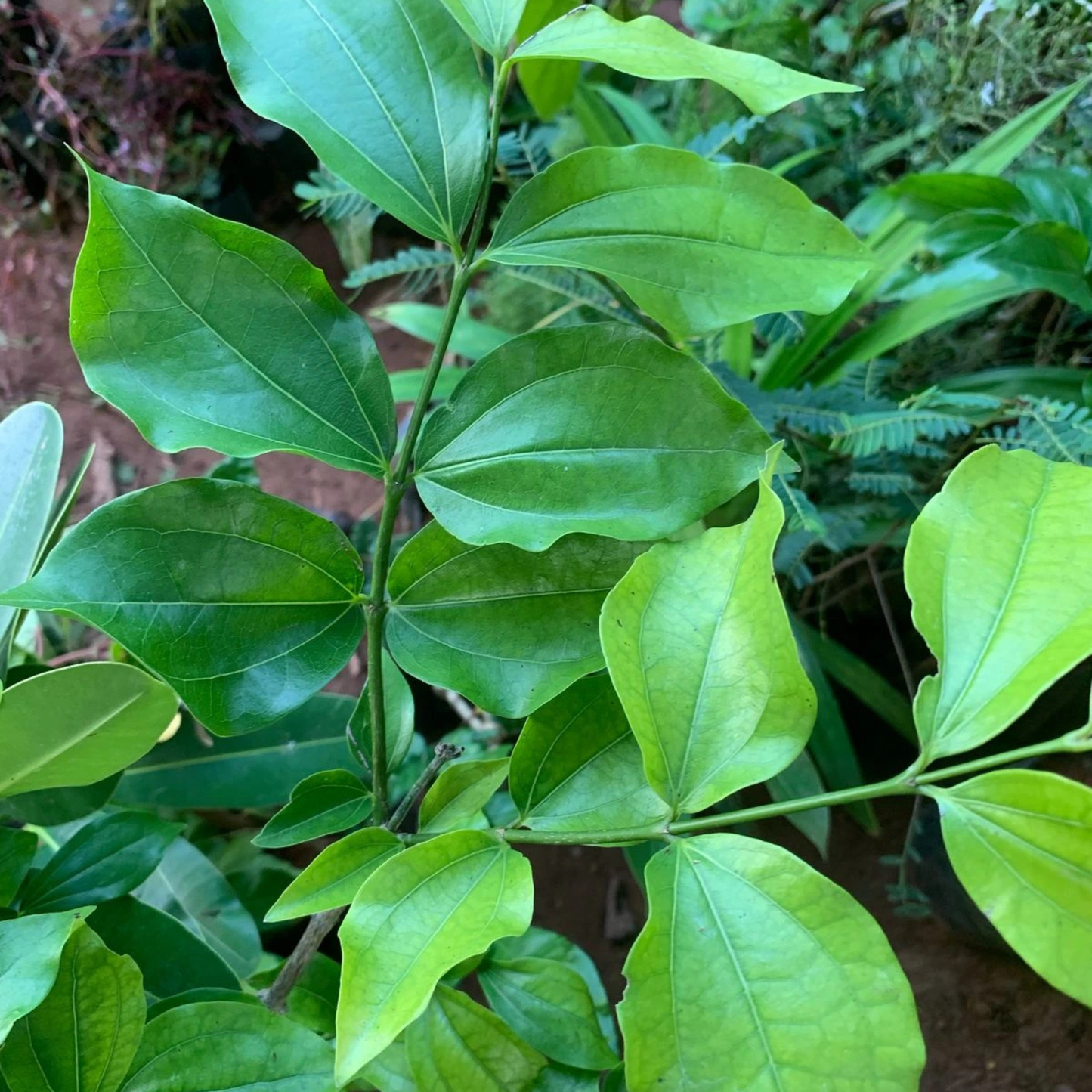 Ashwini Nakshatra Tree – Etti Maram (Strychnos nux-vomica) Live Plant