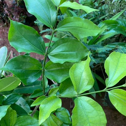 Ashwini Nakshatra Tree – Etti Maram (Strychnos nux-vomica) Live Plant