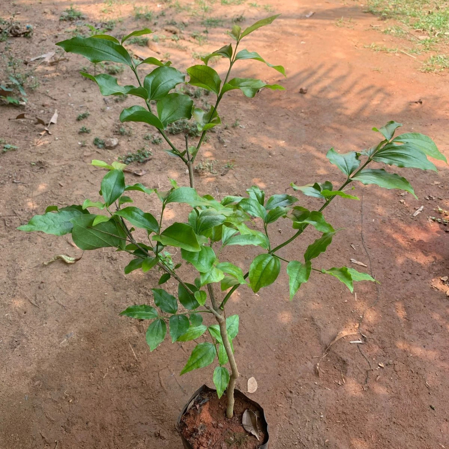 Ashwini Nakshatra Tree – Etti Maram (Strychnos nux-vomica) Live Plant