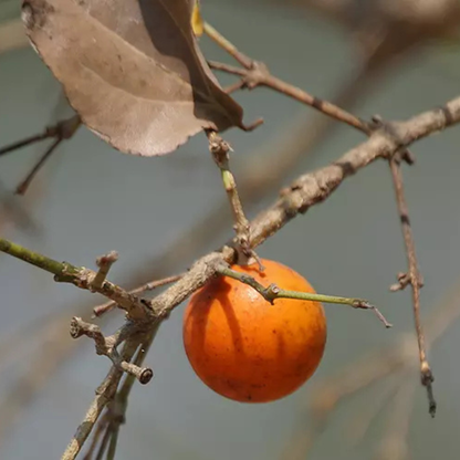 Ashwini Nakshatra Tree – Etti Maram (Strychnos nux-vomica) Live Plant