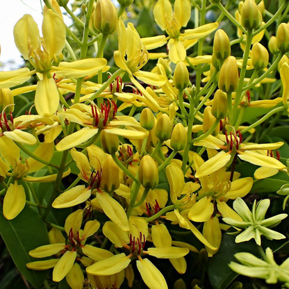 Australian Gold Vine / Maiden's Jealousy (Tristellateia australasiae) Flowering Live Plant