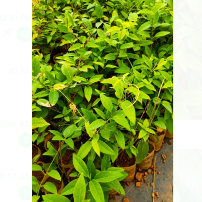 Australian Gold Vine / Maiden's Jealousy (Tristellateia australasiae) Flowering Live Plant