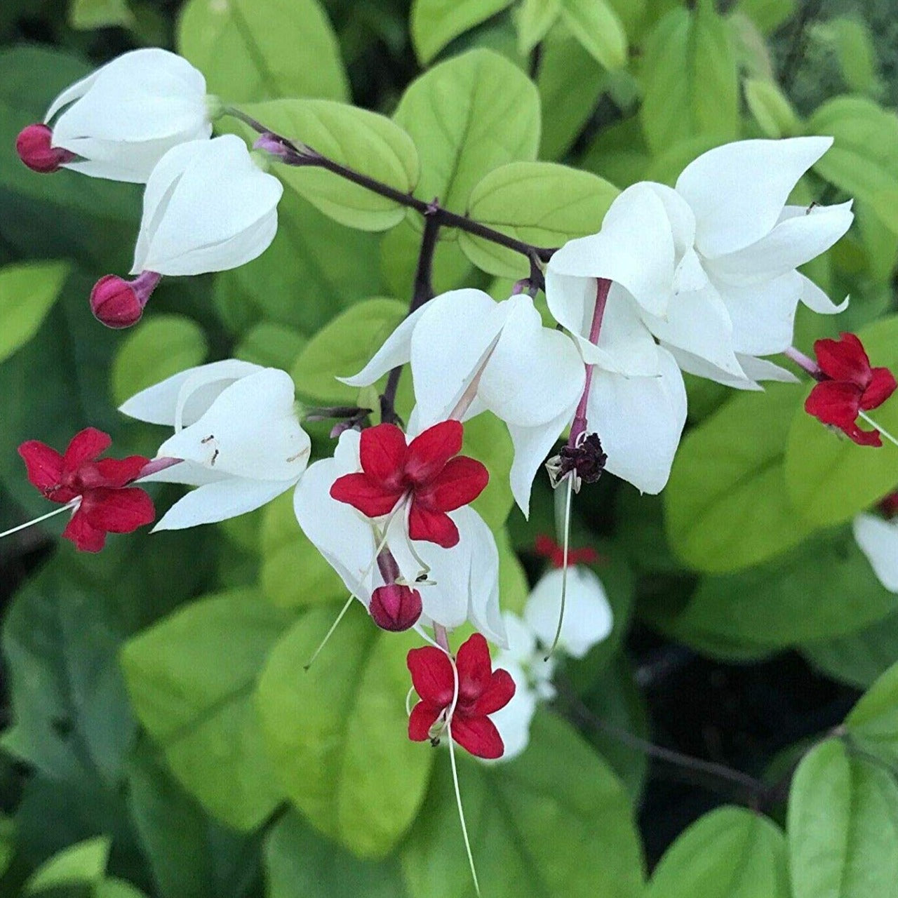 Bleeding-Heart Vine White (Clerodendrum Thomsoniae) Flowering Live Plant