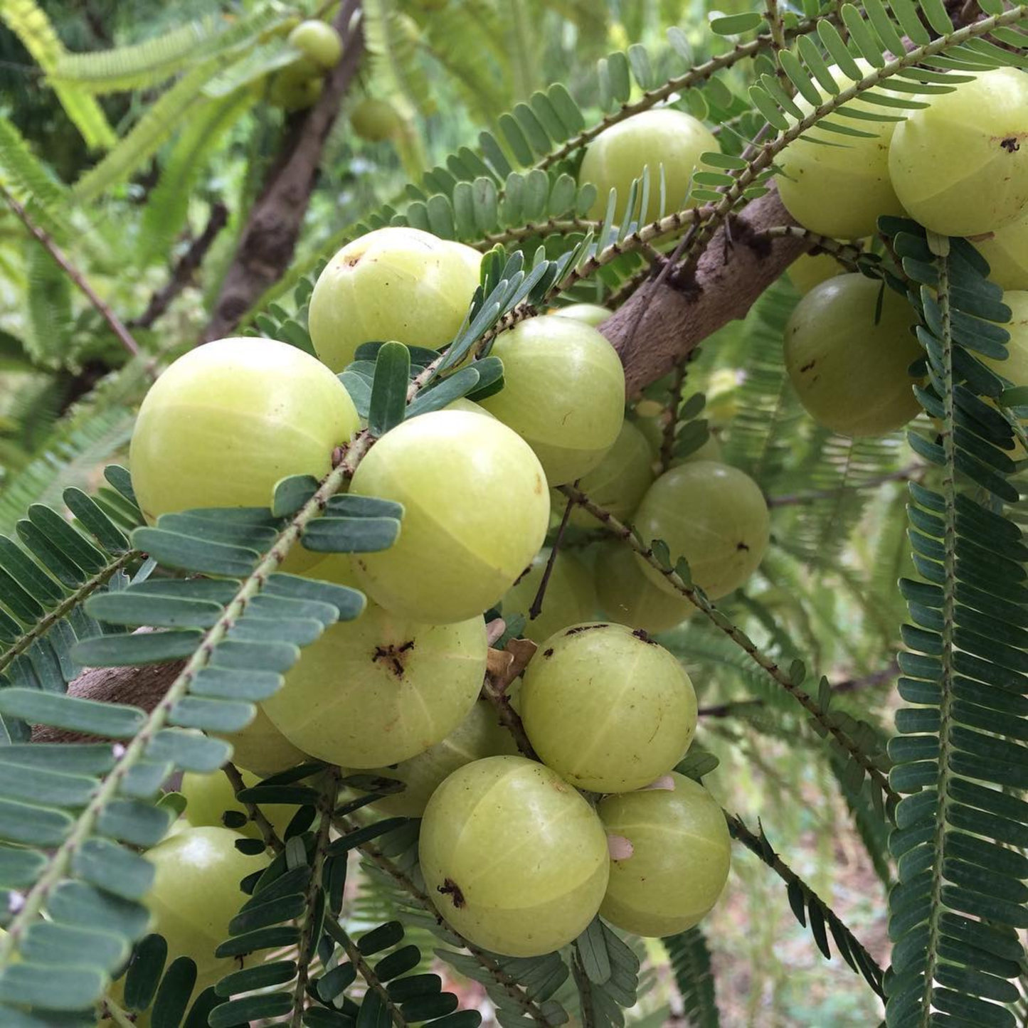 Bharani Nakshatra Tree – Nelli Maram (Indian Gooseberry) Live Plant