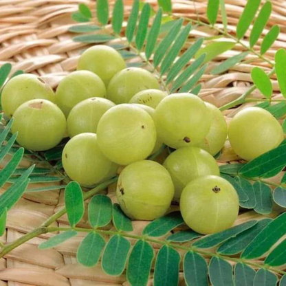 Bharani Nakshatra Tree – Nelli Maram (Indian Gooseberry) Live Plant