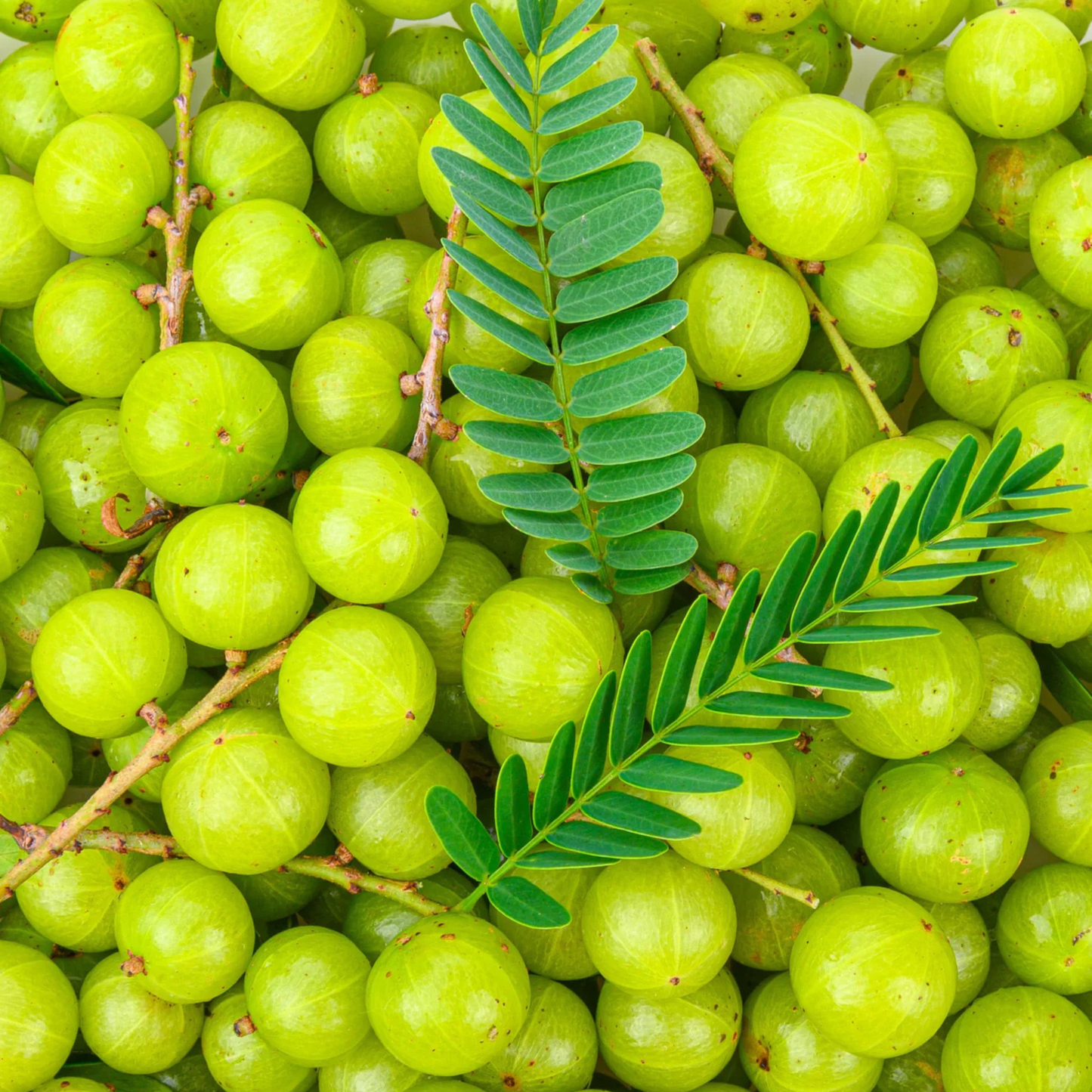 Bharani Nakshatra Tree – Nelli Maram (Indian Gooseberry) Live Plant