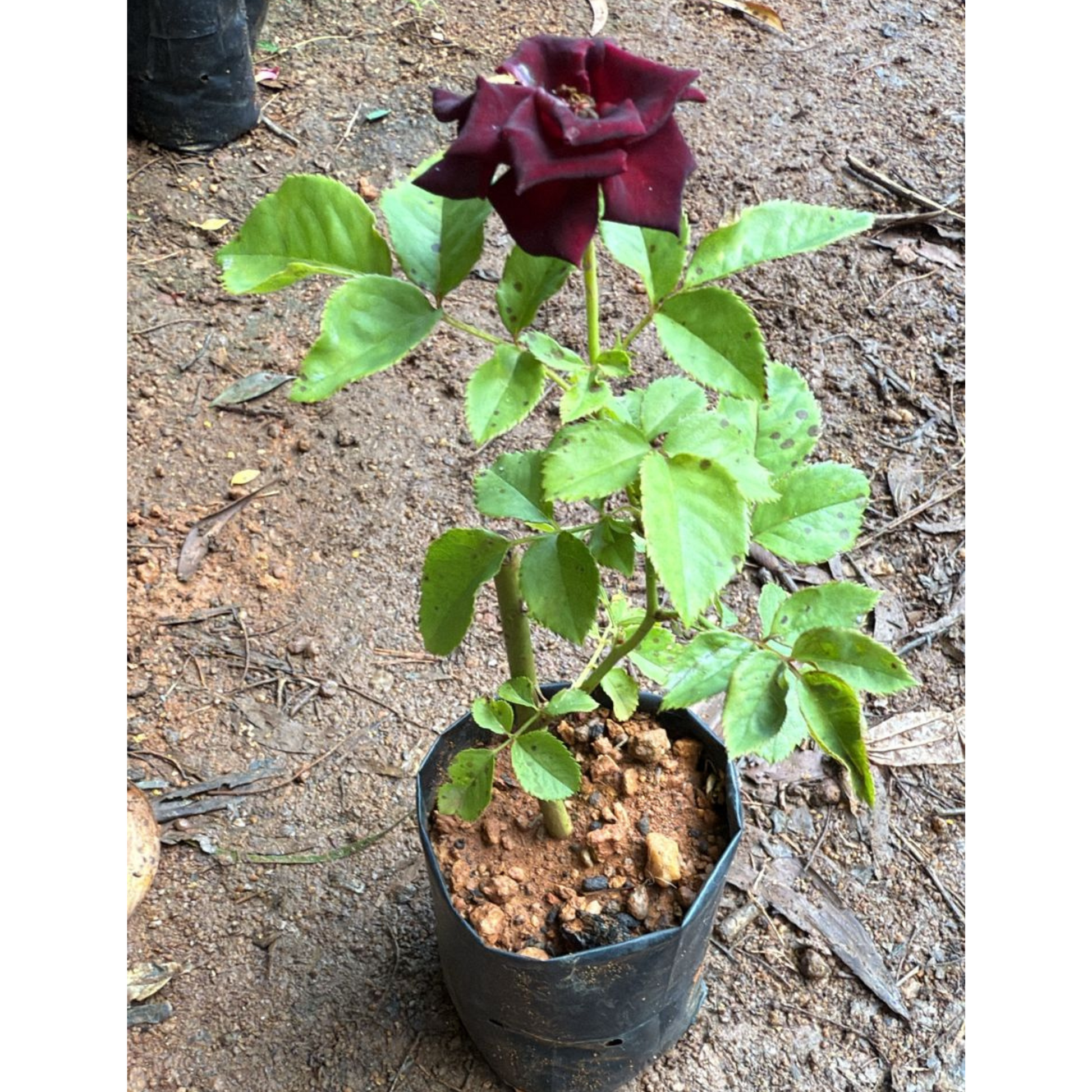 black baccara rose seeds Black Baccara Rose Rare Flowering Live Plant – Bloomica