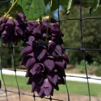 Black Jade Vine Rare (Strongylodon) Exotic Flowering Climber Live Plant