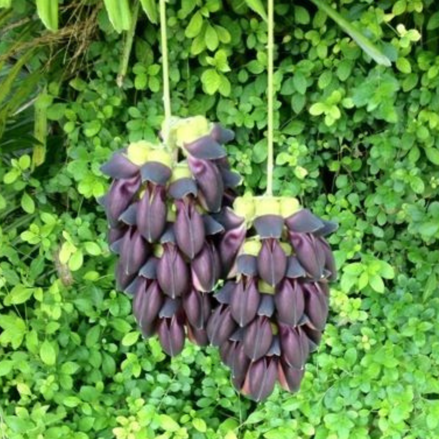 Black Jade Vine Rare (Strongylodon) Exotic Flowering Climber Live Plant