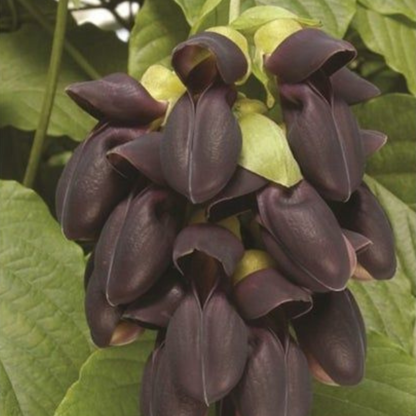 Black Jade Vine Rare (Strongylodon) Exotic Flowering Climber Live Plant