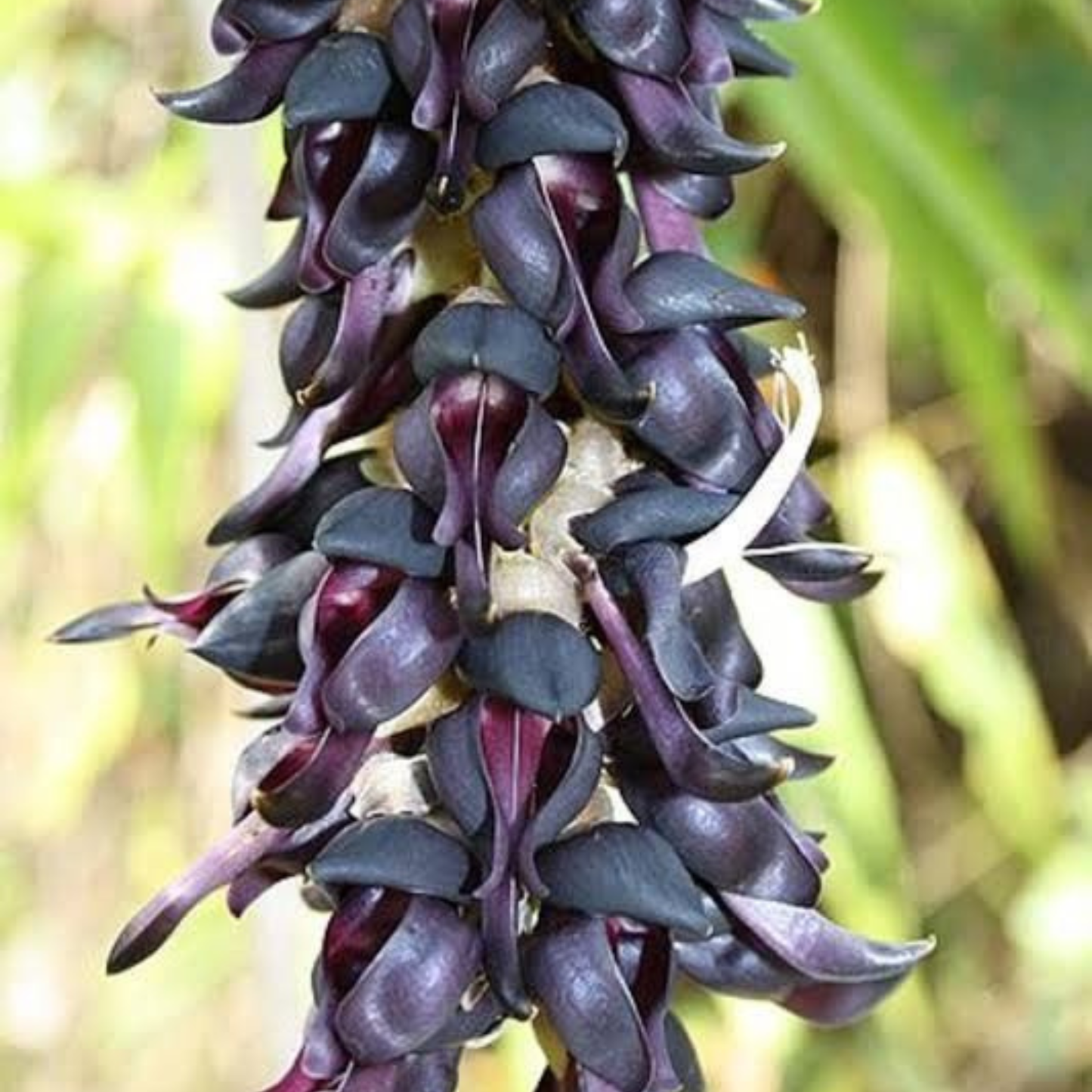 Black Jade Vine Rare (Strongylodon) Exotic Flowering Climber Live Plant
