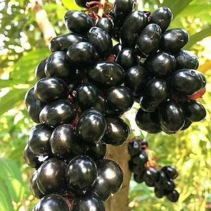 Black Jamun (Syzygium cumini) Live Fruit Plant