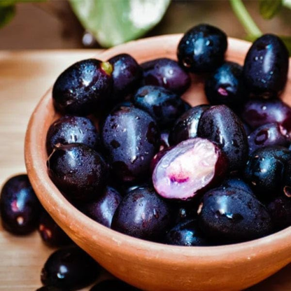 Black Jamun (Syzygium cumini) Live Fruit Plant