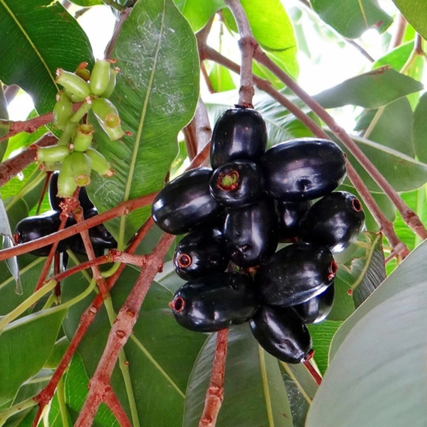 Black Jamun (Syzygium cumini) Live Fruit Plant