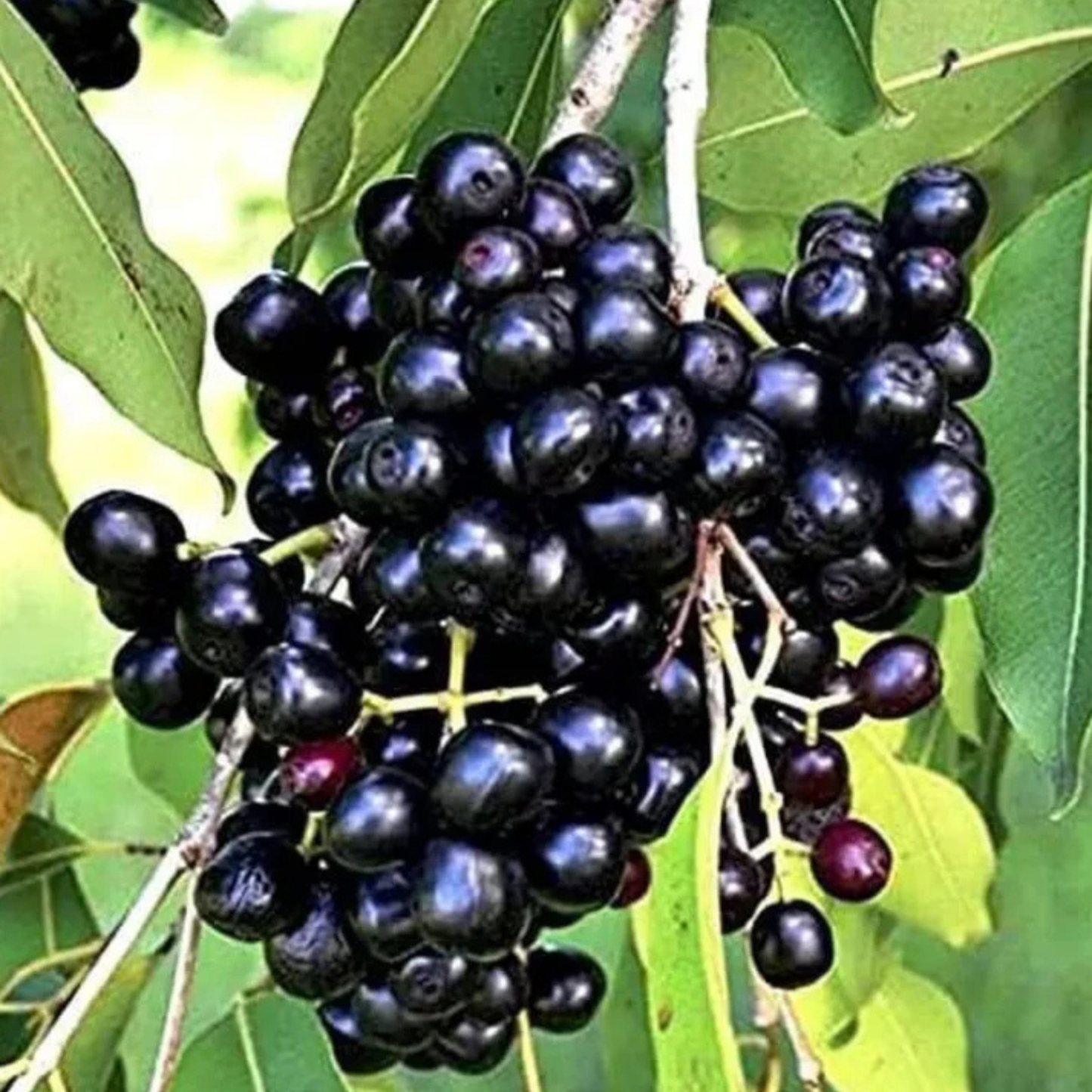 Black Jamun (Syzygium cumini) Live Fruit Plant