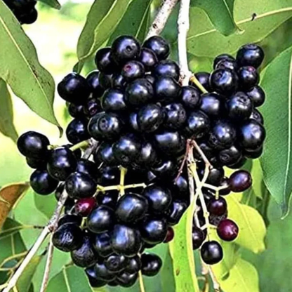 Black Jamun (Syzygium cumini) Live Fruit Plant