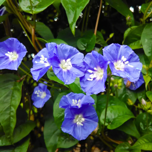 Blue Cluster Vine (Jacquemontia pentanthos) Flowering Live Plant