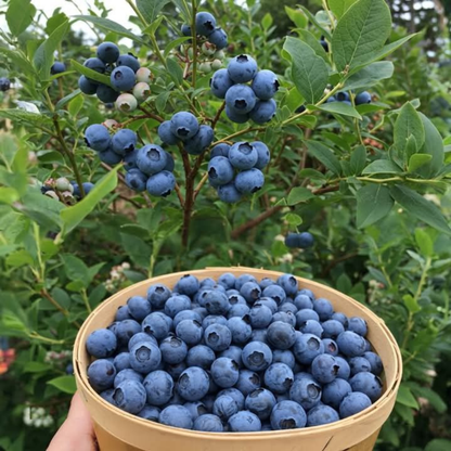Blueberry Live Plant