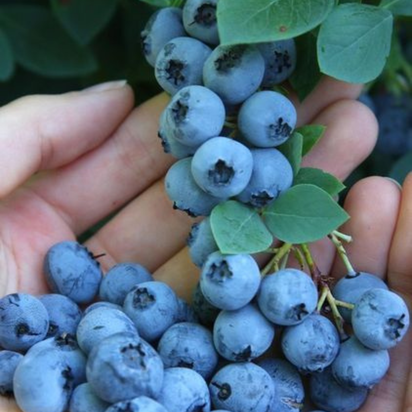 Blueberry Live Plant