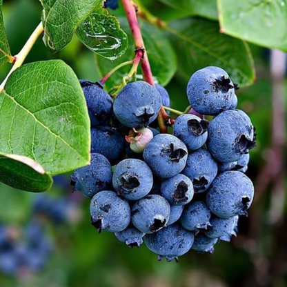 Blueberry Live Plant