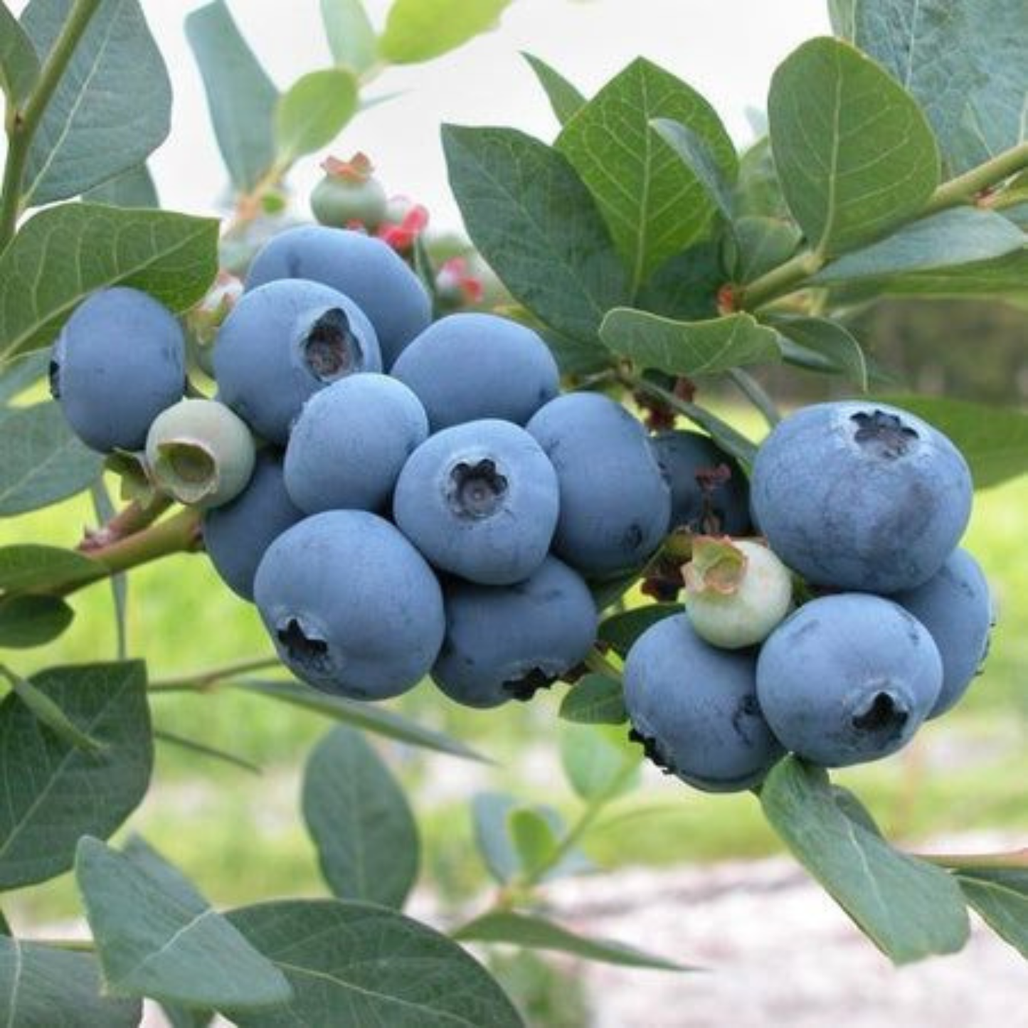 Blueberry Live Plant