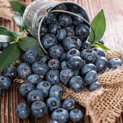 Blueberry Live Plant