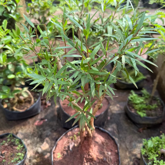 Bottlebrush Bonsai – Exotic Flowering Live Bonsai Plant