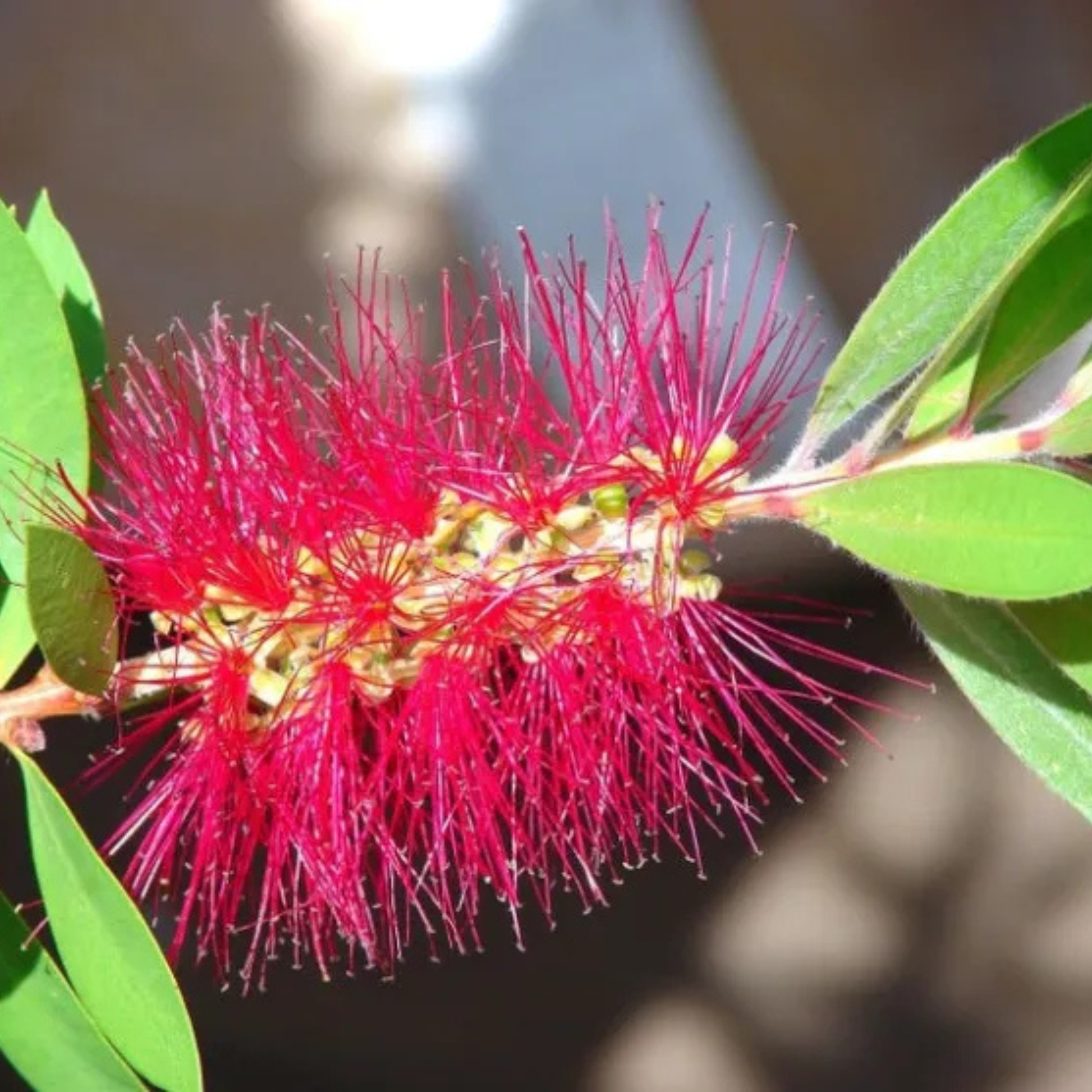 bottle brush tree bonsai Bottlebrush Bonsai – Flowering Live Plant for Home & Garden