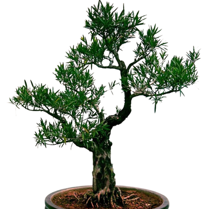 Bottlebrush Bonsai – Exotic Flowering Live Bonsai Plant