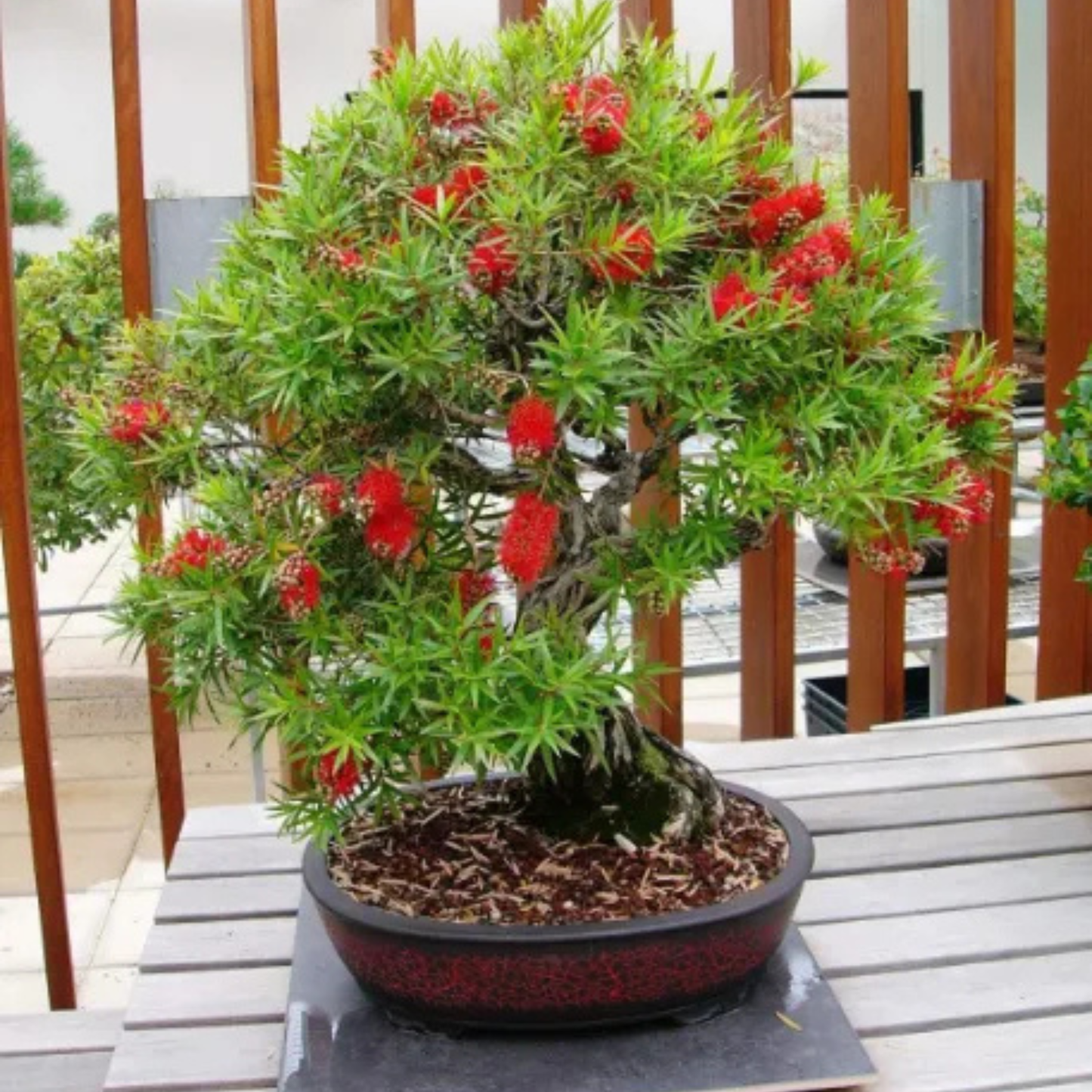 Bottlebrush Bonsai – Exotic Flowering Live Bonsai Plant