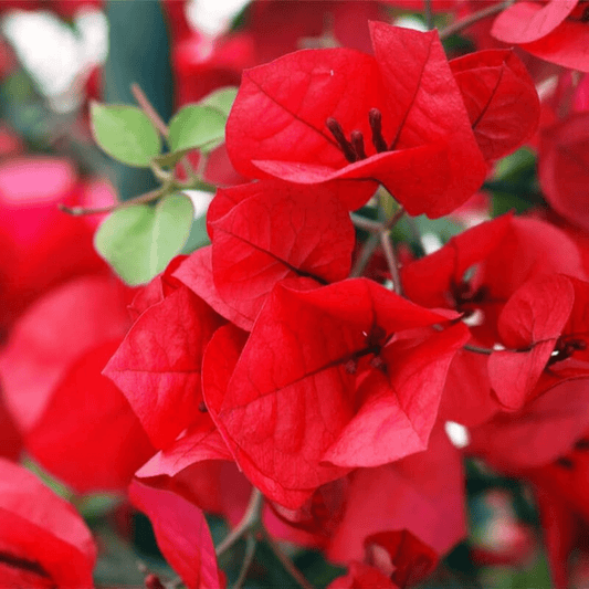 Bougainvillea Red (Paper Flower) Flowering Live Plant
