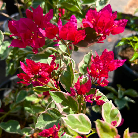Bougainvillea Red (Paper Flower) Variegated Leaves Flowering Live Plant