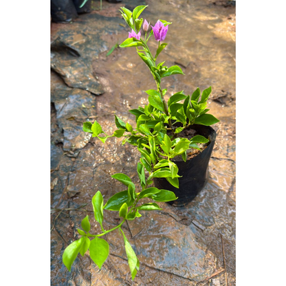 Bougainvillea Purple Creeper (Paper Flower) Flowering Live Plant
