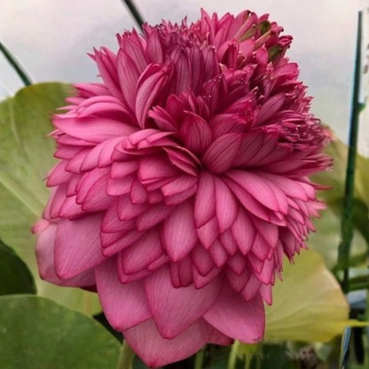 Bowl Lotus Tuber – 1000 Petal | Ultra Dense Double Layer Pink Lotus for Pots & Water Gardens