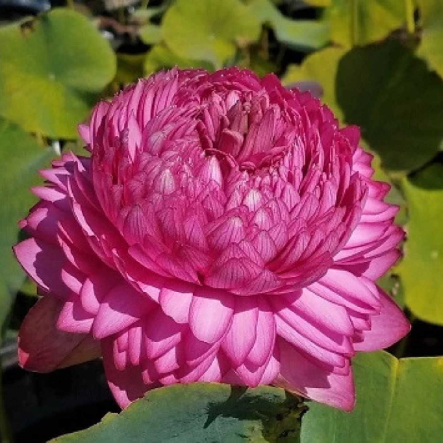 Bowl Lotus Tuber – 1000 Petal | Ultra Dense Double Layer Pink Lotus for Pots & Water Gardens