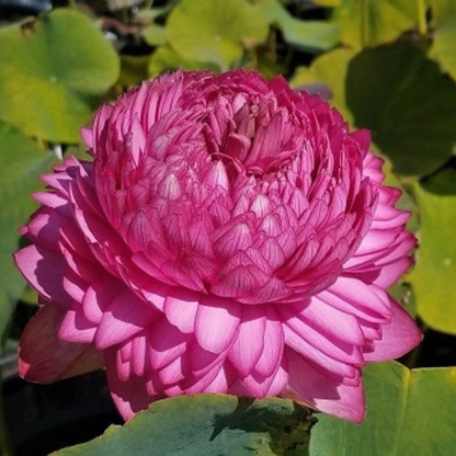 Bowl Lotus Tuber – 1000 Petal | Ultra Dense Double Layer Pink Lotus for Pots & Water Gardens