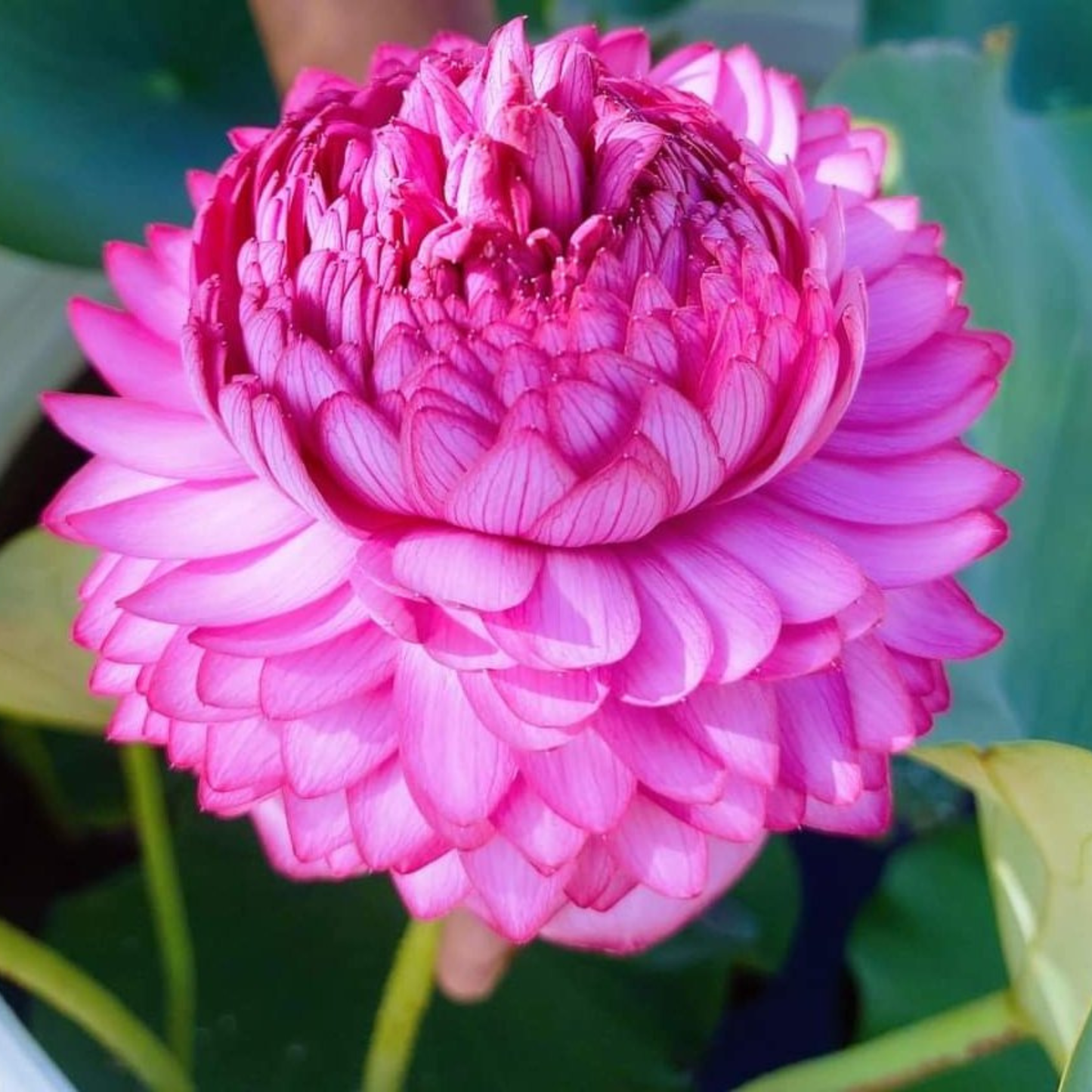 Bowl Lotus Tuber – 1000 Petal | Ultra Dense Double Layer Pink Lotus for Pots & Water Gardens