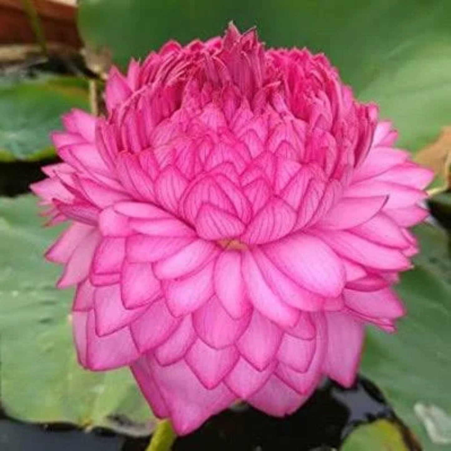 Bowl Lotus Tuber – 1000 Petal | Ultra Dense Double Layer Pink Lotus for Pots & Water Gardens