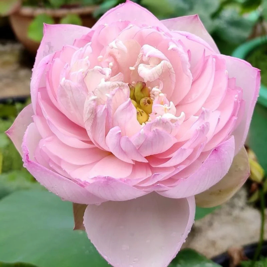 Bowl Lotus Amery Camelia Tuber