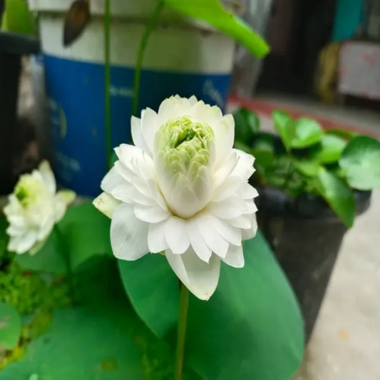 Bowl Lotus Bong Tuyet White Flowering Live Tuber Plant