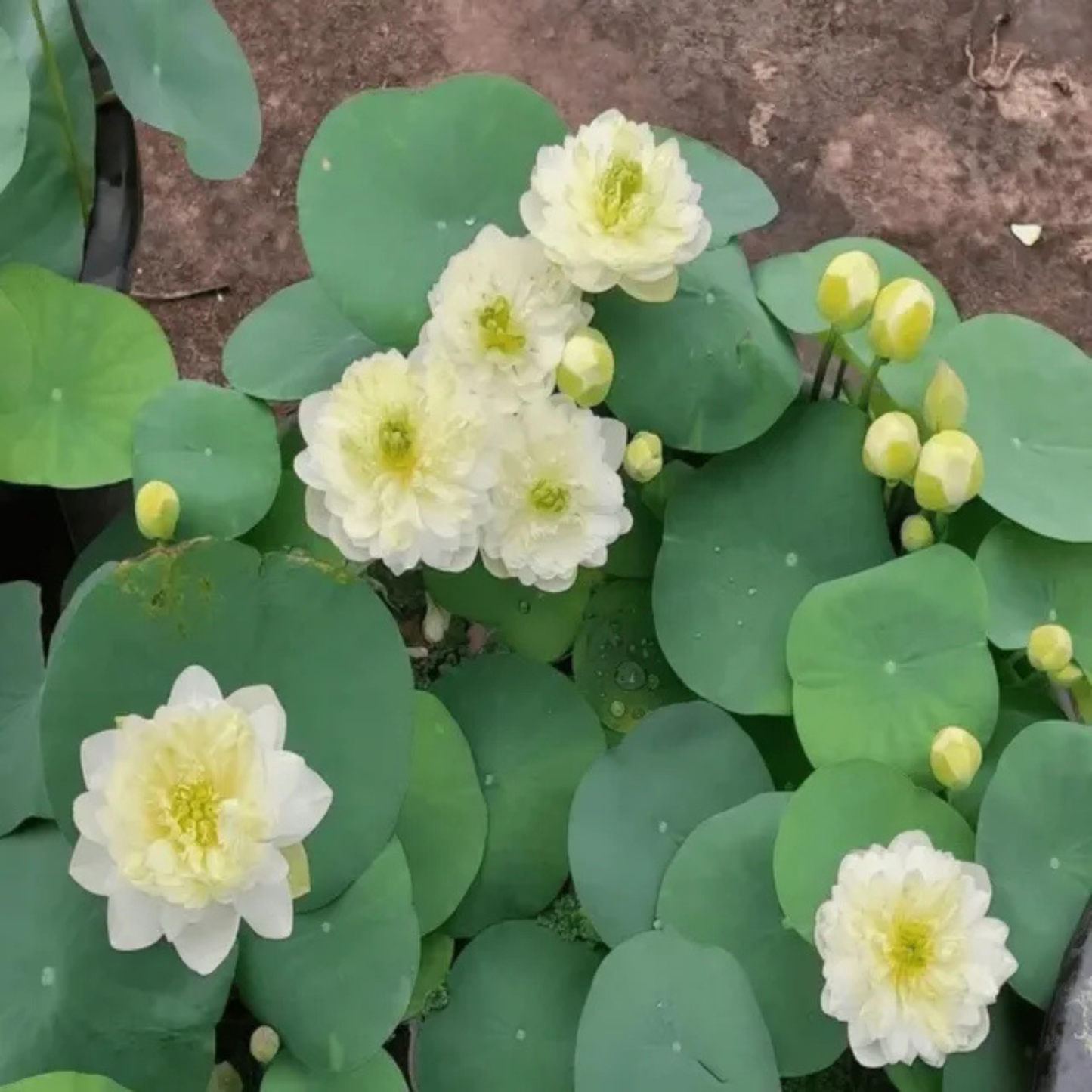 Bowl Lotus Bong Tuyet White Flowering Live Tuber Plant
