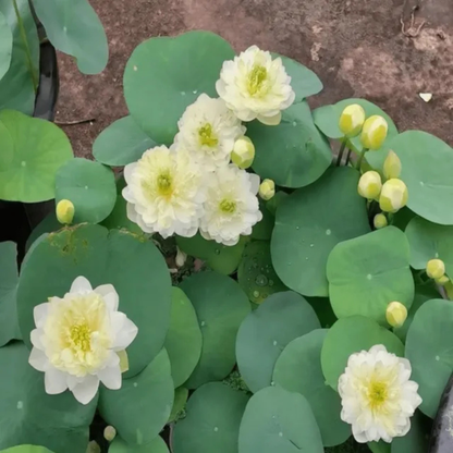 Bowl Lotus Bong Tuyet White Flowering Live Tuber Plant