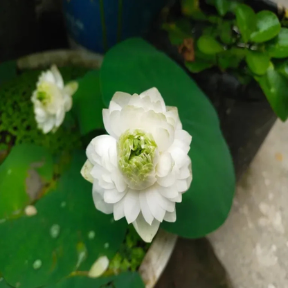 Bowl Lotus Bong Tuyet White Flowering Live Tuber Plant