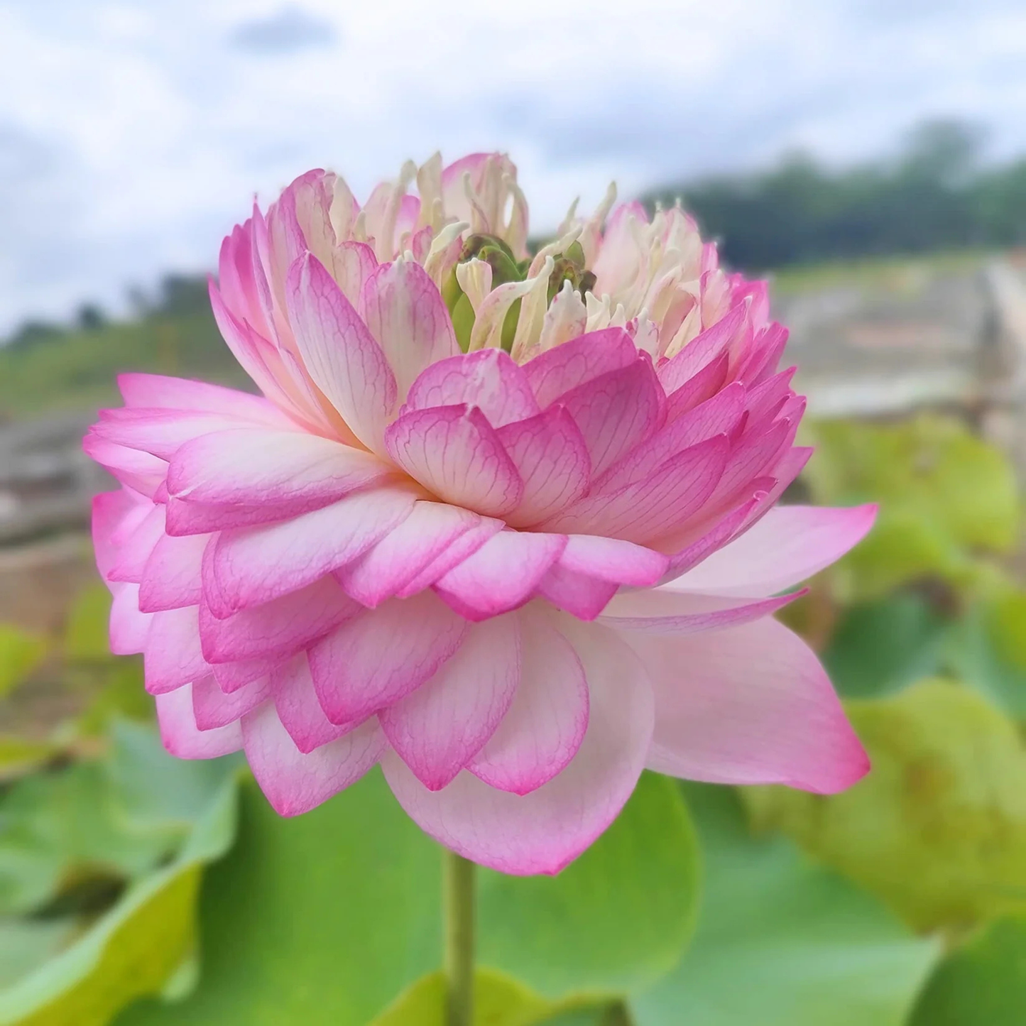 Bowl Lotus Pink Cloud Double Flowering Live Tuber Plant