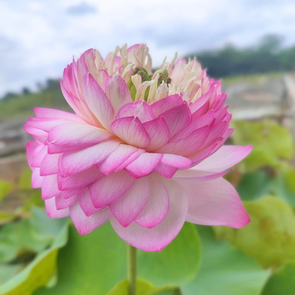 Bowl Lotus Pink Cloud Double Flowering Live Tuber Plant