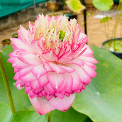 Bowl Lotus Pink Cloud Double Flowering Live Tuber Plant