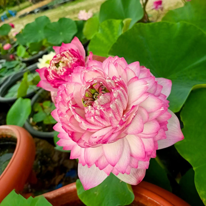 Bowl Lotus Pink Cloud Double Flowering Live Tuber Plant